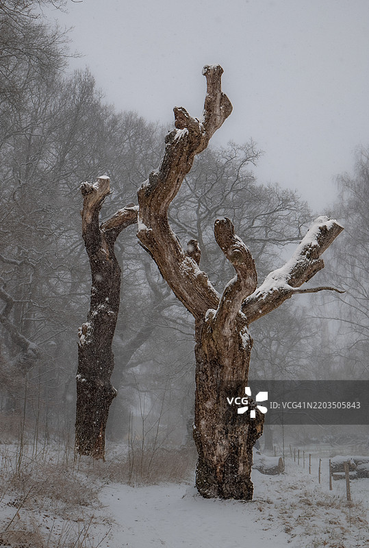 树木特写与天空，维鲁姆，丹麦首都地区，丹麦图片素材
