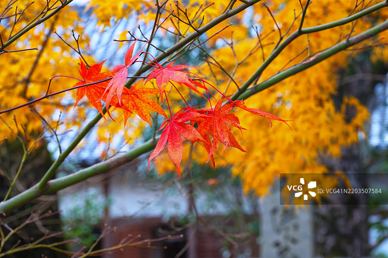 飞鸟的秋天图片素材