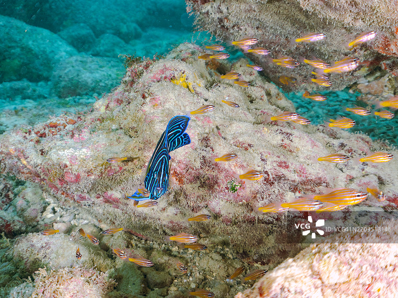 美丽而大型的斑马天使鱼(Pomacanthus semicirculatus)及其他鱼类。一群美丽的幼年南方橙线红雀鱼(Ostorhinchus properuptus)和其他幼鱼。图片素材
