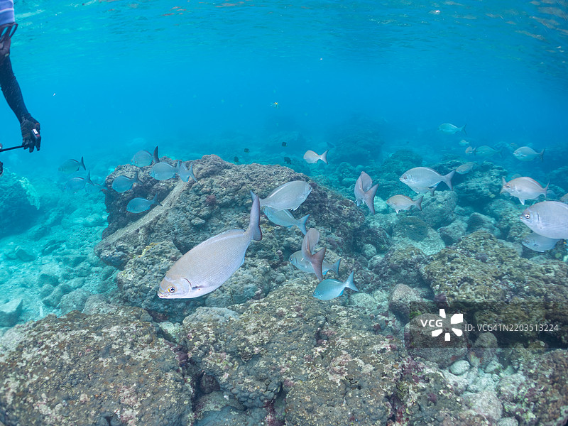 一群美丽的圆头鹦嘴鱼（Scarus ovifrons）、锯尾鱼（Prionurus scalprum）、大鳞黑鱼、斑点鱼（Girella punctata）等。图片素材