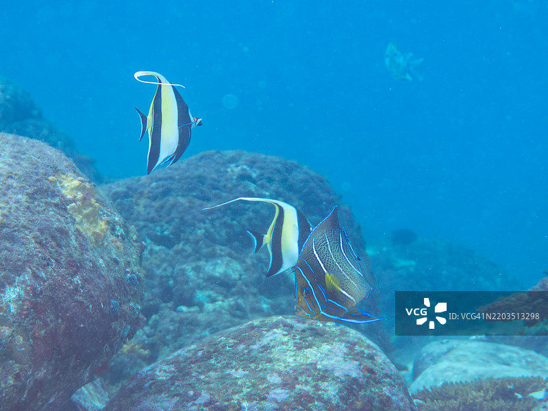 美丽而大型的斑马天使鱼（Pomacanthus semicirculatus）和其他鱼类。一小群美丽的摩尔鱼（Zanclus cornutus）。图片素材