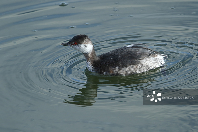 一只稀有的斯拉沃尼亚鸊鷉（Podiceps auritus）在湖面上游泳。它一直潜入水中捕猎食物。图片素材