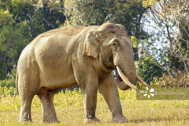 大亚洲象图片素材