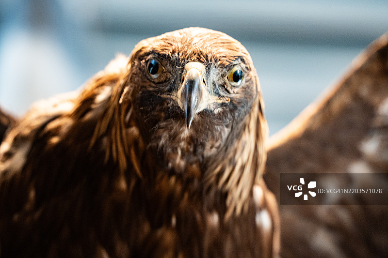 秃头鹰的特写镜头图片素材