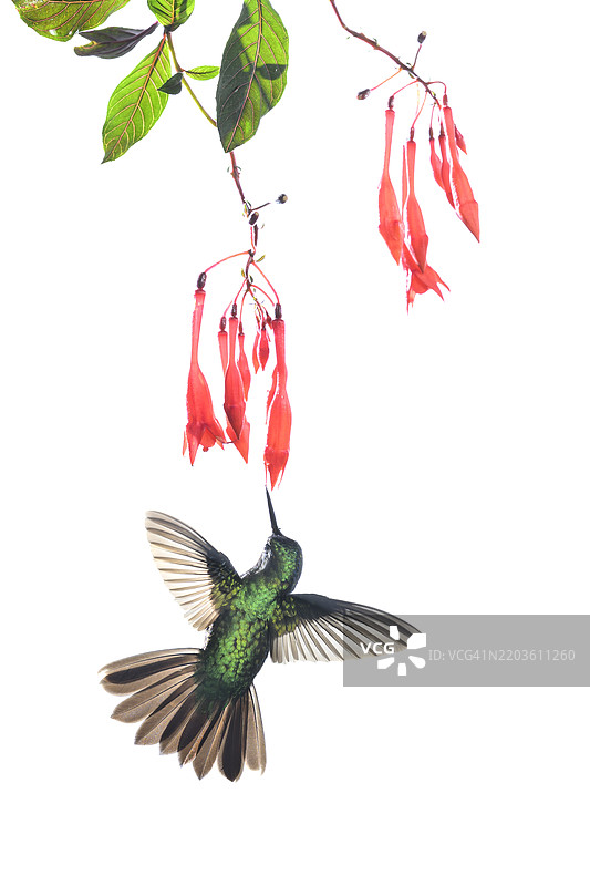 巴拿马西部的特有蜂鸟在红花上觅食图片素材