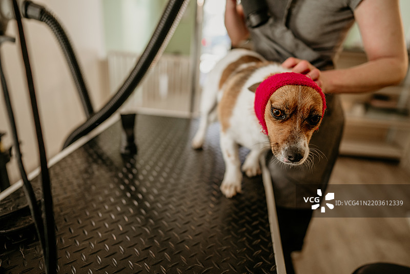 小狗正在接受专业宠物美容师的护理，美容师头上裹着红色毛巾。图片素材