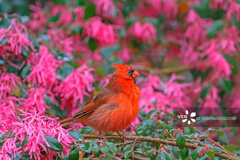 鲜艳的红雀在中国边缘花上盛开图片素材