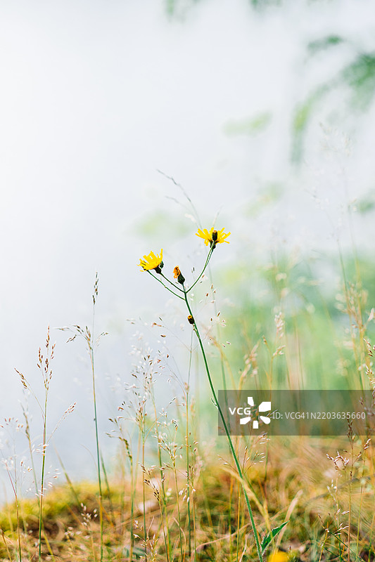 宁静田野中的黄色野花，柔和的环境光照射下图片素材