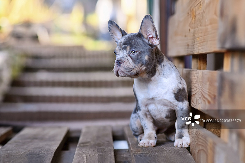 年轻的蓝色斑点棕色法斗犬坐在木托盘上图片素材