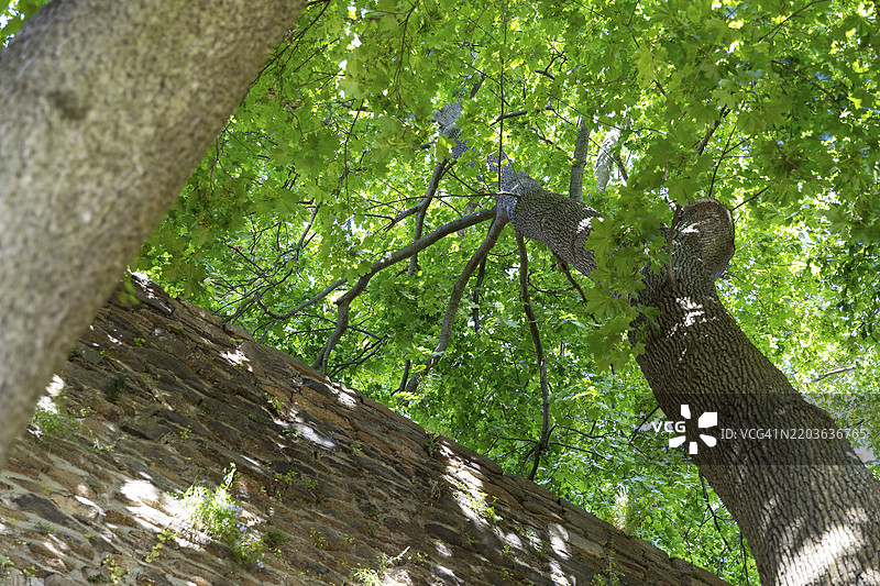 德国萨克森州弗赖贝格市墙上的高大树木图片素材