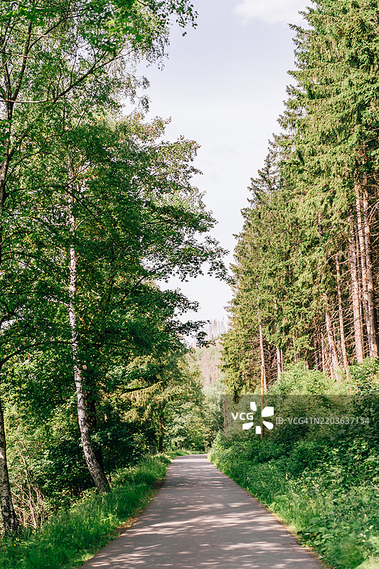 阳光明媚的日子里，绿树环绕的风景森林小径图片素材