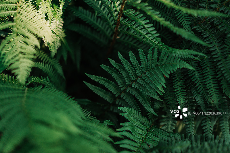 自然阳光下生机勃勃的绿色蕨类植物叶子的特写图片素材
