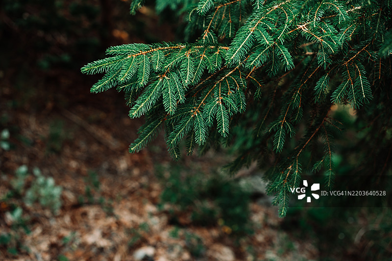 森林环境中冷杉树枝的特写图片素材