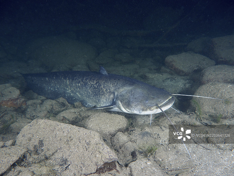 一条长须鲶鱼（Silurus glanis），在石质底部休息，潜水地点：Zollbrücke，瑞士苏黎世州，莱茵河，高莱茵，德国，欧洲图片素材