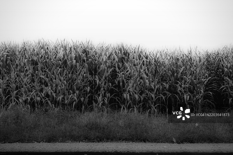 清晰天空下的田野景观，克莱蒙特，新罕布什尔州，美国图片素材