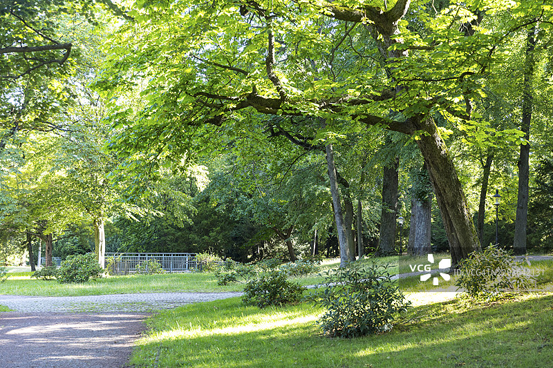 德国萨克森州弗赖贝格的阿尔伯特公园中的古老树木图片素材