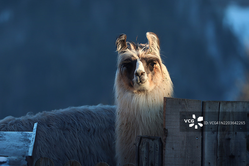 羊的特写肖像图片素材