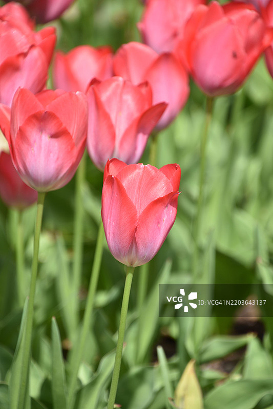 春天盛开的红色郁金香花朵，华盛顿，哥伦比亚特区，美国图片素材