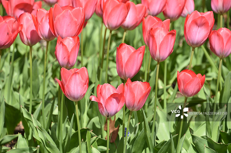 华盛顿特区盛开的郁金香花田图片素材