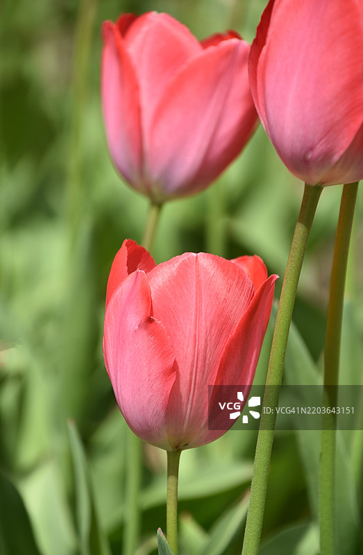 华盛顿特区春天盛开的华丽郁金香图片素材