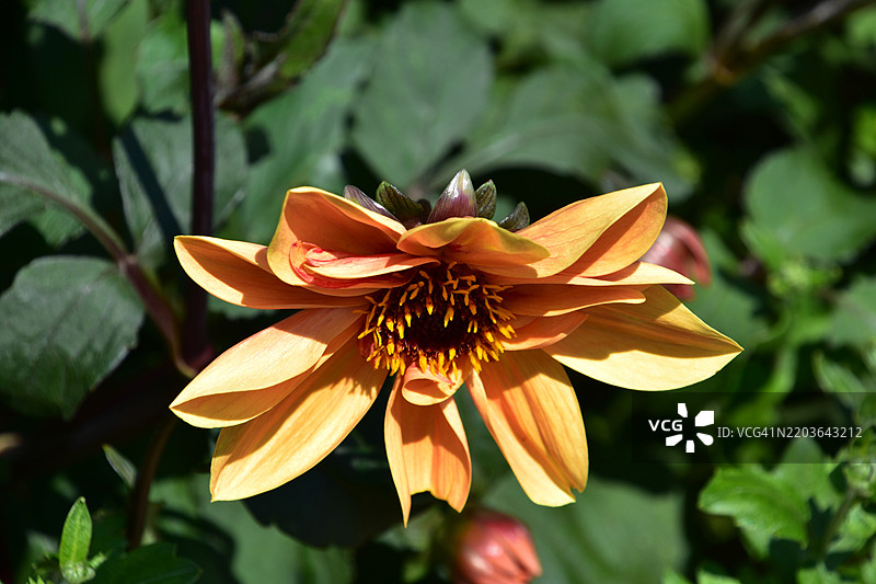 华盛顿特区美国花园中盛开的美丽橙色大丽花图片素材