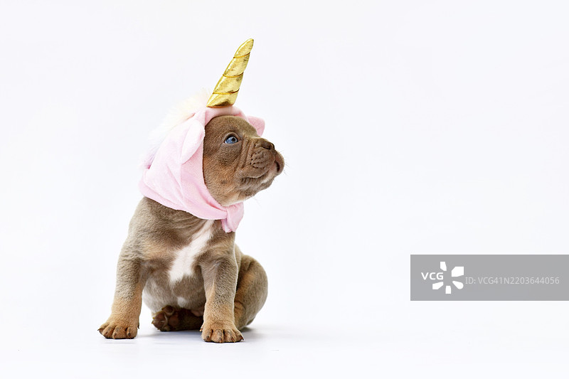 可爱的法国斗牛犬小狗戴着粉色独角兽帽子，帽子上有金色的角，留有空白空间。图片素材