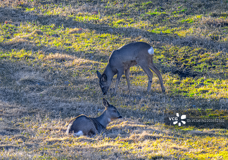 一只鹿在休息，另一只鹿在吃东西。图片素材