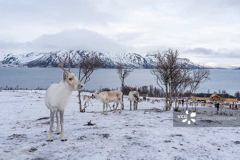北极驯鹿，雪中，挪威特罗姆瑟图片素材
