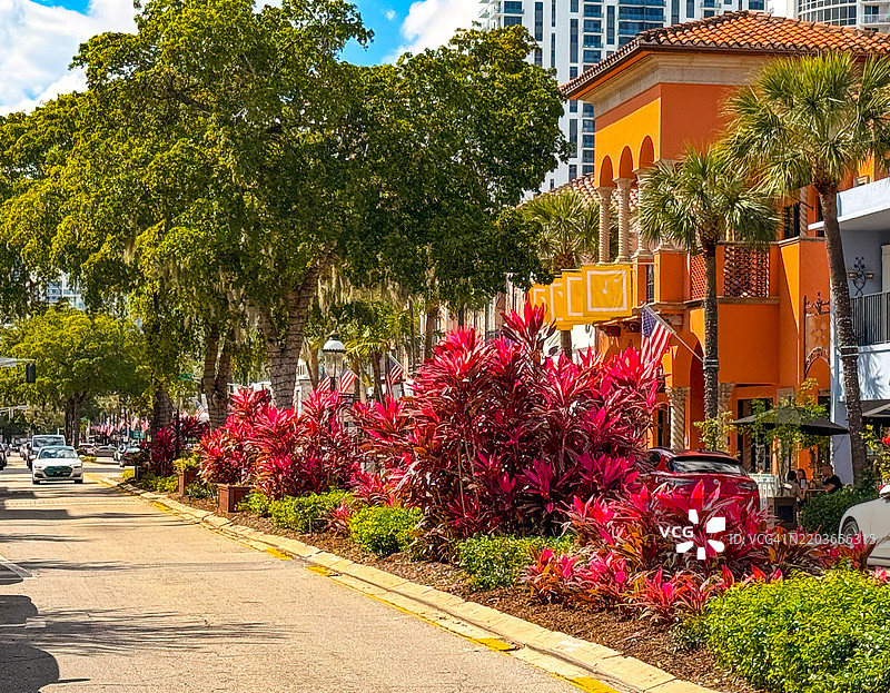 高大的橄榄树和色彩斑斓的灌木丛在劳德代尔堡的拉斯奥拉斯街上图片素材