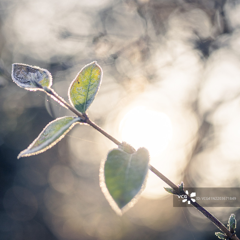 清晨阳光下覆盖着霜的叶子图片素材