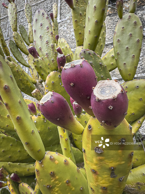 仙人掌上的刺梨果图片素材