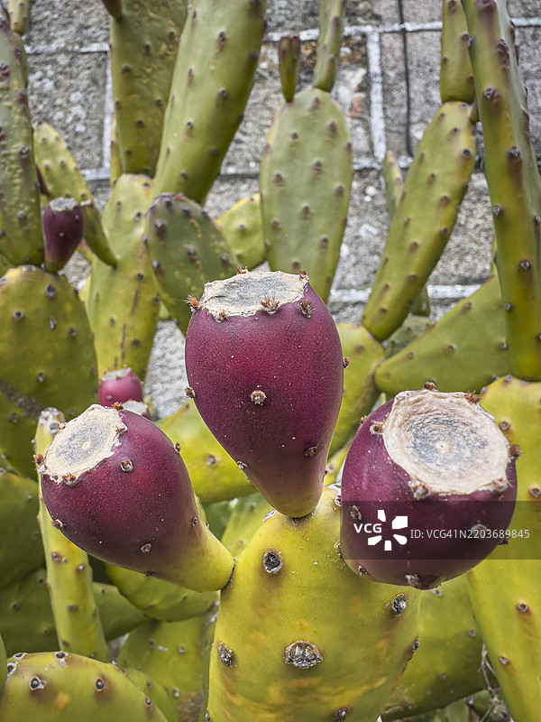 仙人掌上的刺梨果图片素材