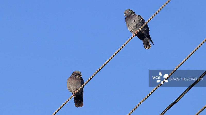 一对鸽子在电线上休息，它们都有红色的眼睛。图片素材