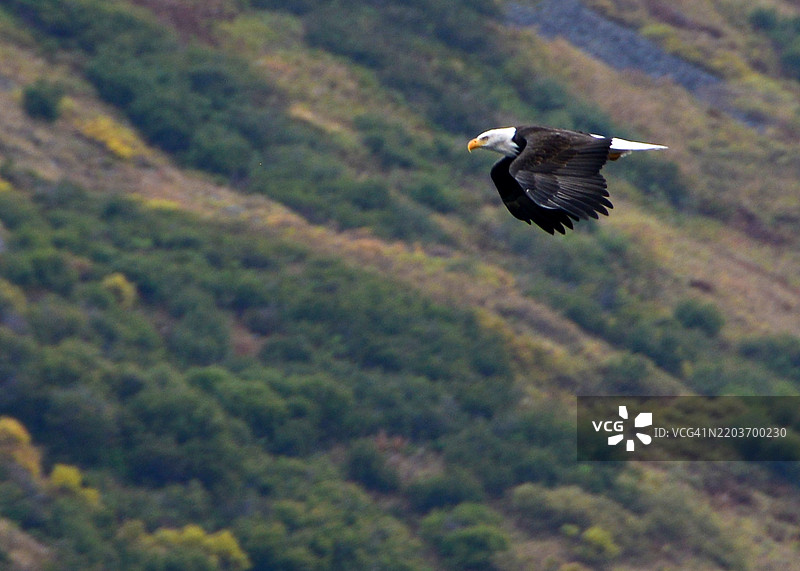 一只秃头鹰在阿拉斯加科迪亚克国家野生动物保护区上空飞翔图片素材
