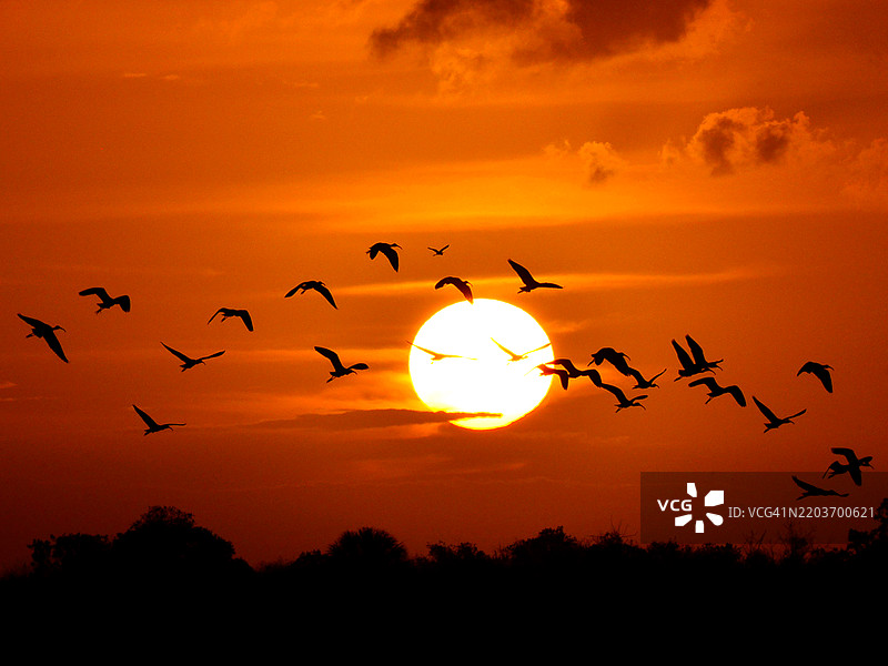在佛罗里达州洛哈切国家野生动物保护区，剪影中的鹮鸟在落日余晖下飞翔。图片素材