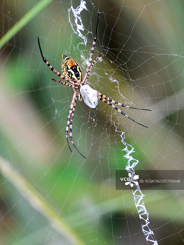 佛罗里达州洛哈塔奇国家野生动物保护区的一只黑黄花园蜘蛛在它的网中。图片素材