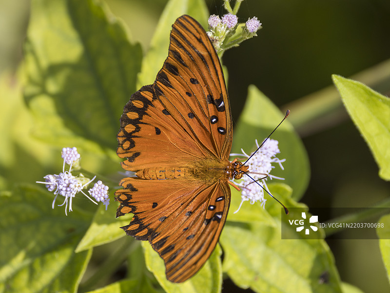 佛罗里达州洛哈切国家野生动物保护区的一只海湾凤蝶停在花朵上图片素材