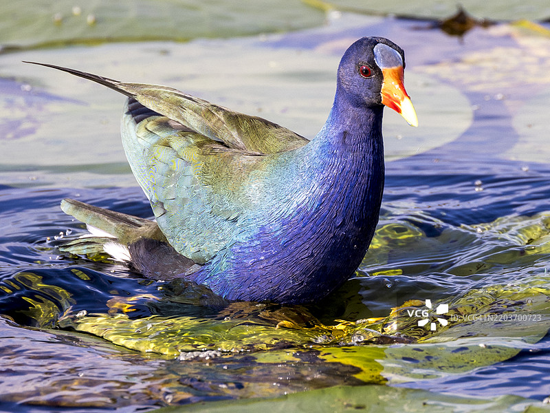佛罗里达州洛哈塔奇国家野生动物保护区的紫水鸡在水中。图片素材