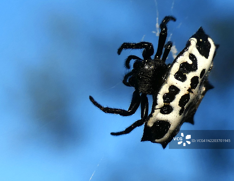 德克萨斯州圣安娜国家野生动物保护区的一只刺背圆网蛛（圆网蛛）。图片素材
