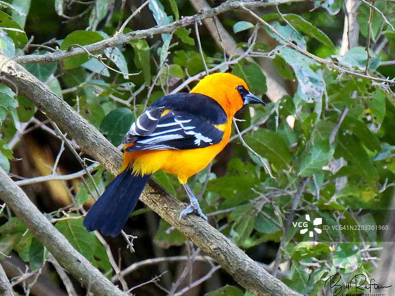 一只阿尔塔米拉黄鹂栖息在德克萨斯州圣安娜国家野生动物保护区的树上图片素材