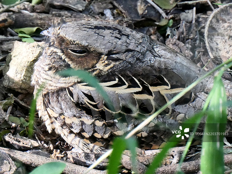 德克萨斯州圣安娜国家野生动物保护区的一只普通夜鹰。图片素材