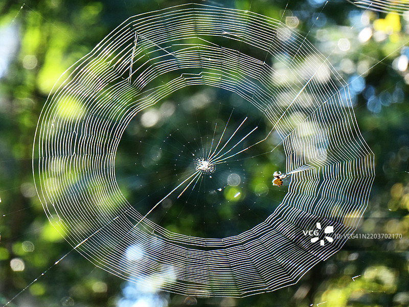德克萨斯州圣安娜国家野生动物保护区森林中的刺背圆网蛛蛛网图片素材