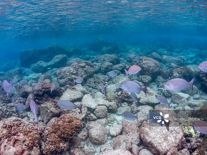 一群美丽的圆头鹦嘴鱼（Scarus ovifrons）、锯尾鱼（Prionurus scalprum）、大鳞黑鱼、斑点鱼（Girella punctata）等。图片素材