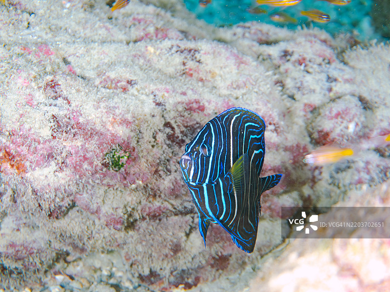 美丽而大型的斑马天使鱼（Pomacanthus semicirculatus）及其他鱼类。一群美丽的幼年南方橙线红雀鱼（Ostorhinchus properuptus）和其他幼鱼。图片素材