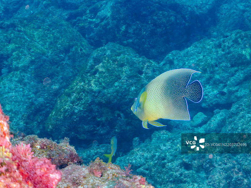 美丽而大型的斑马天使鱼（Pomacanthus semicirculatus）及其他鱼类。图片素材