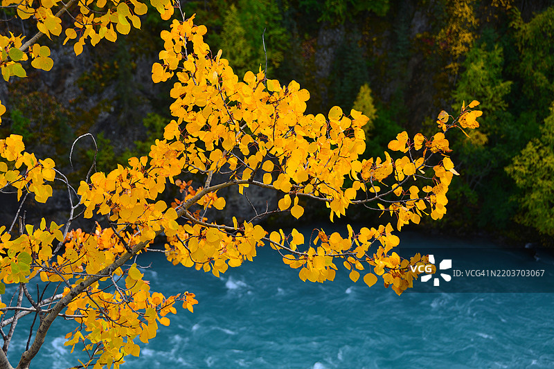 阿拉斯加肯奈国家野生动物保护区的肯奈河旁秋色树木图片素材