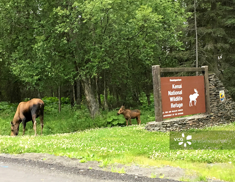 阿拉斯加基奈国家野生动物保护区入口标志旁的母驼鹿和小驼鹿图片素材