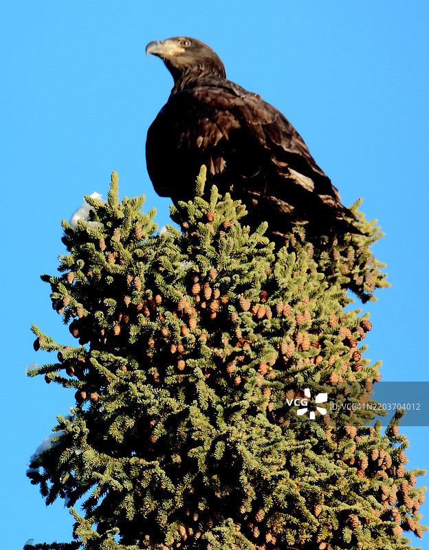 阿拉斯加基奈国家野生动物保护区的一只金雕栖息在云杉树顶上图片素材