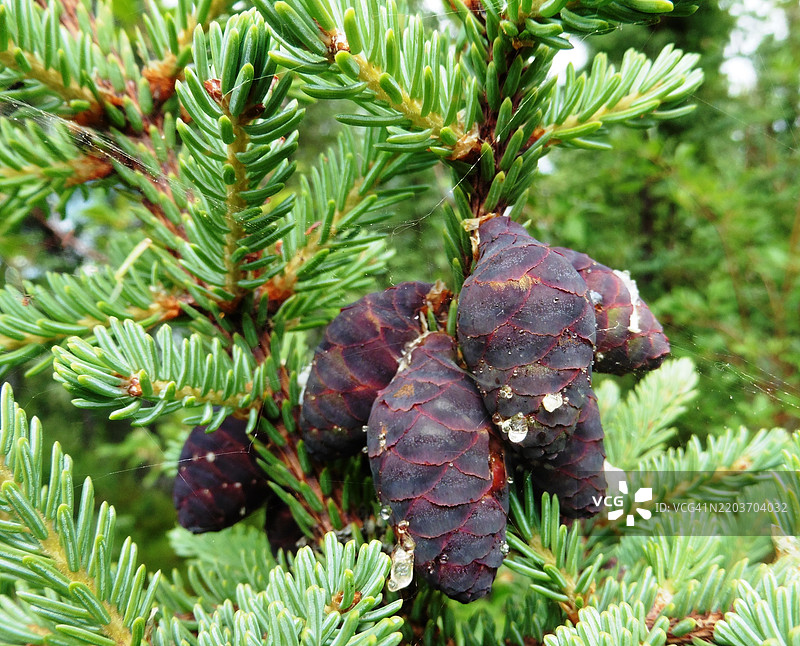 阿拉斯加基奈国家野生动物保护区三颗云杉树松果的特写图片素材
