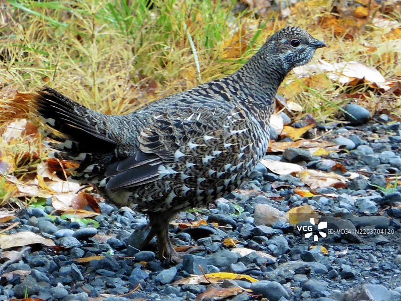 阿拉斯加基奈国家野生动物保护区的云杉松鸡特写镜头图片素材